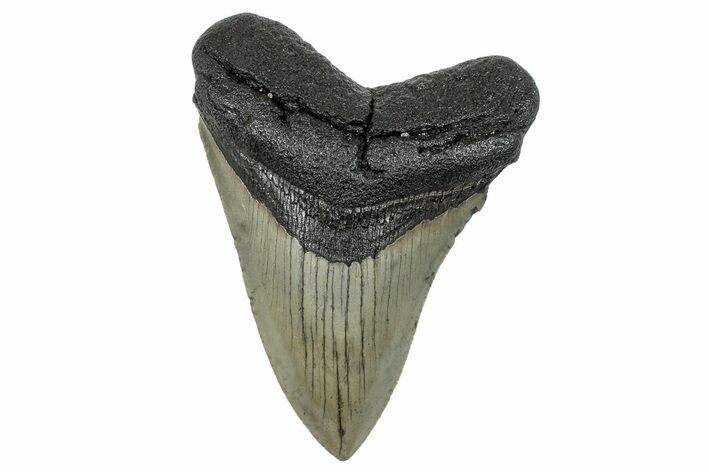 Serrated, Fossil Megalodon Tooth - North Carolina #272843